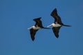 TheÃÂ Christmas frigatebirdÃÂ (Fregata andrewsi) Royalty Free Stock Photo